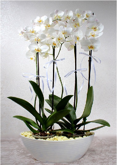 (Mgl-0009) Seramik vazoda 4 dal beyaz Orkide